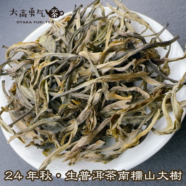 画像2: 生プーアル・24年秋南糯山大樹 (2)