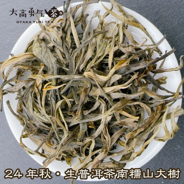 画像1: 生プーアル・24年秋南糯山大樹 (1)
